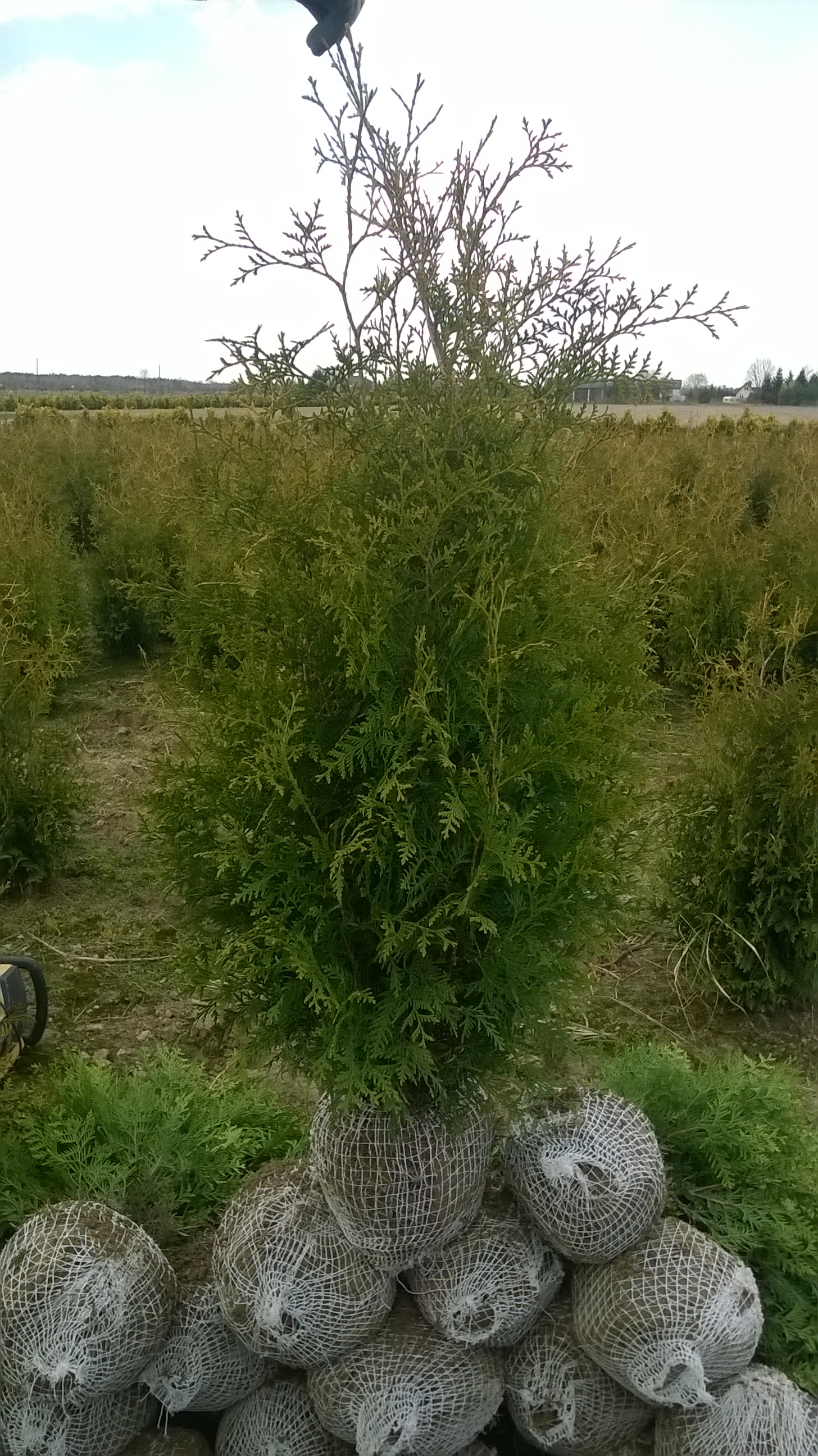 Thuja Brabant 160 - 180 cm 22zł/szt