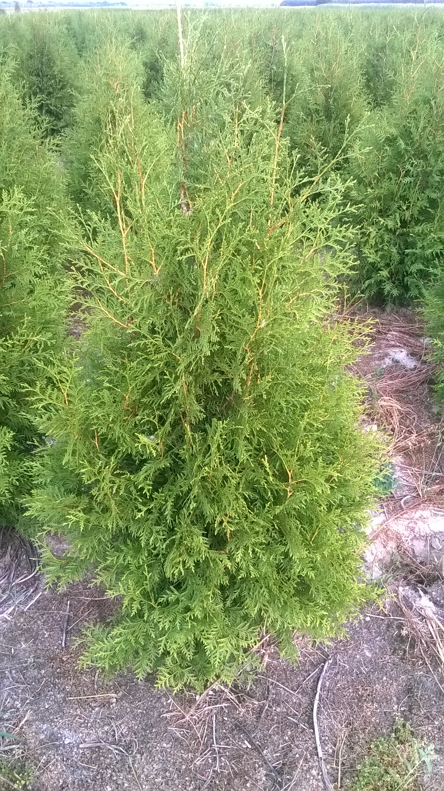 Thuja Brabant 140 - 160 cm 32zł/szt