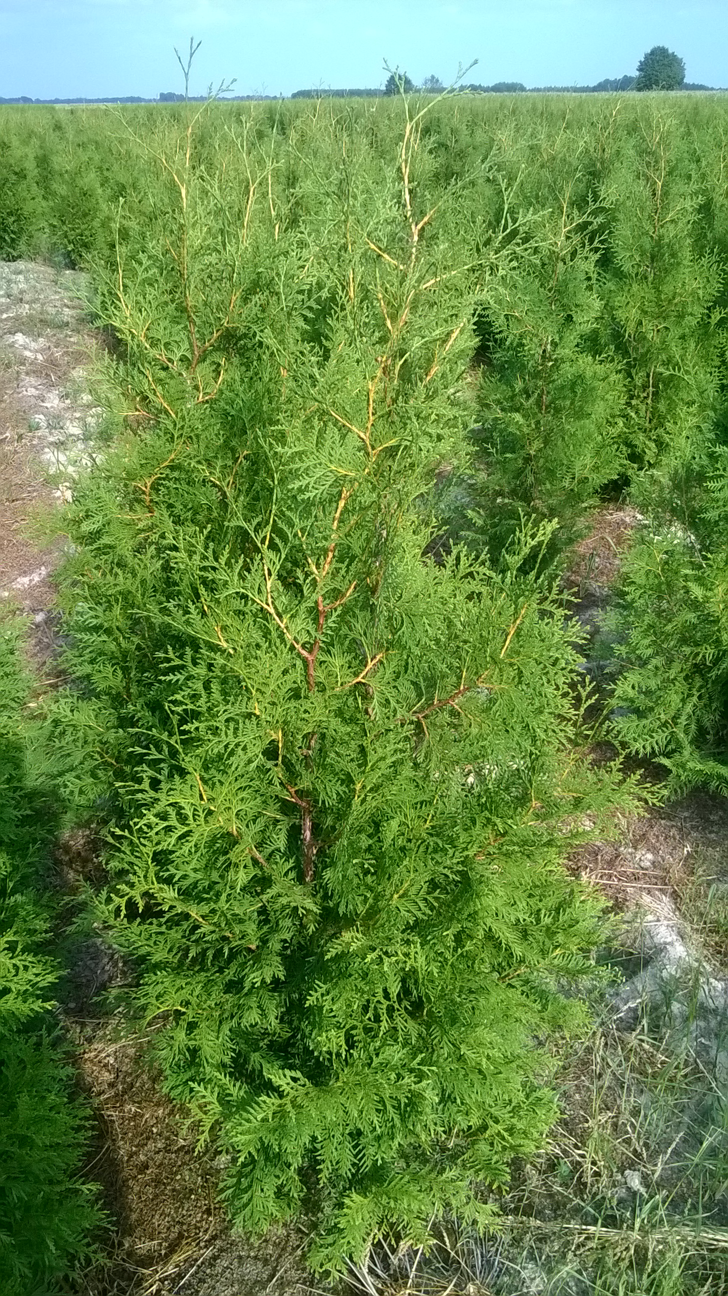 Thuja Brabant 120 - 140 cm 27zł/szt